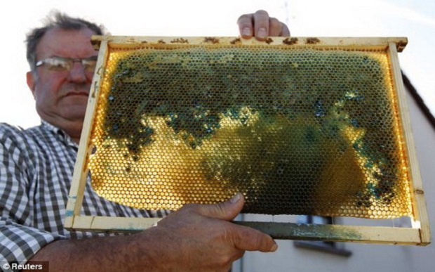 Французские пчелы начали производить разноцветный мед