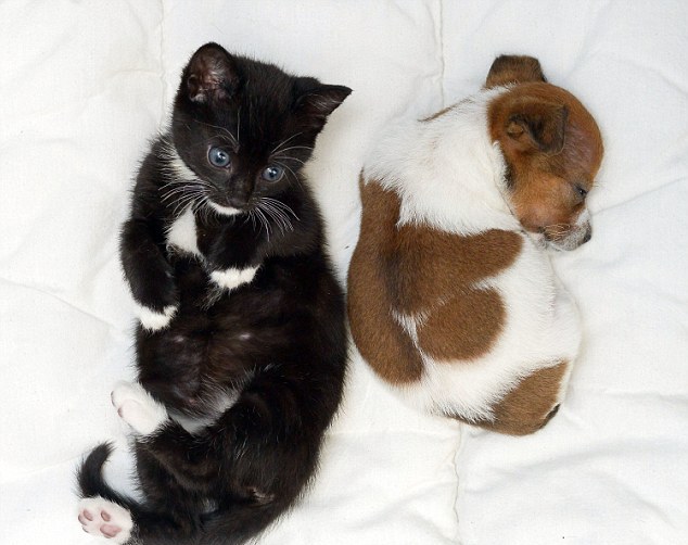 Кошечка и щенок думают, что они сестры