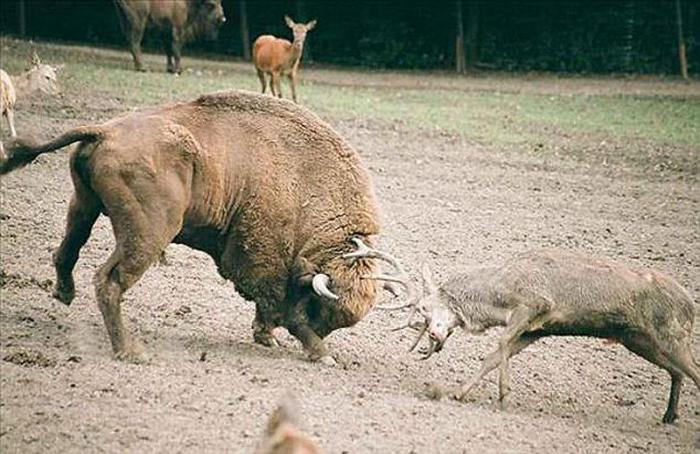 Смертельная битва оленя и бизона (5 фото)