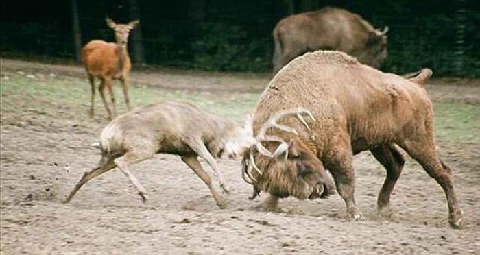 Смертельная битва оленя и бизона (5 фото)