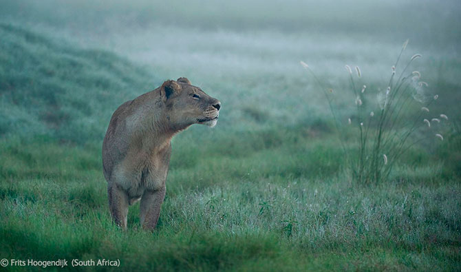 Победители Конкурса фотографий дикой природы 2012