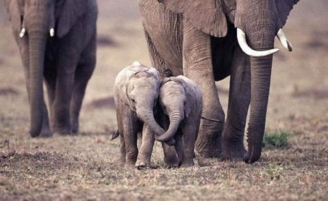Милые и забавные маленькие слонята