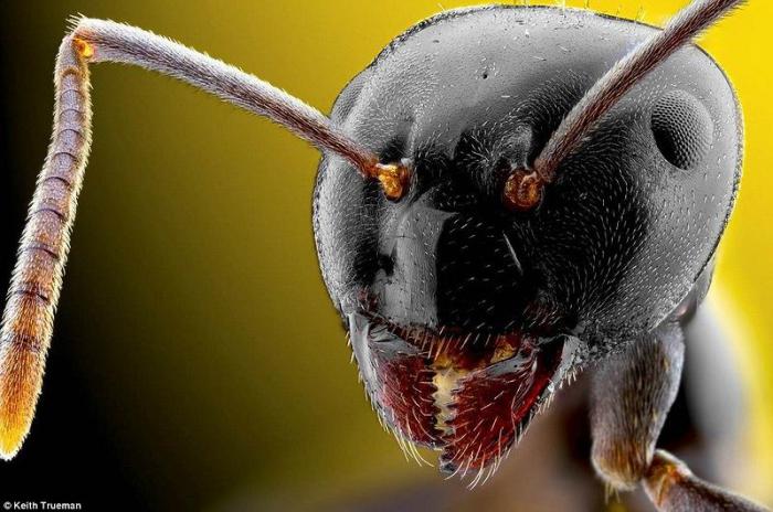 Мордашки насекомых (10 фото)