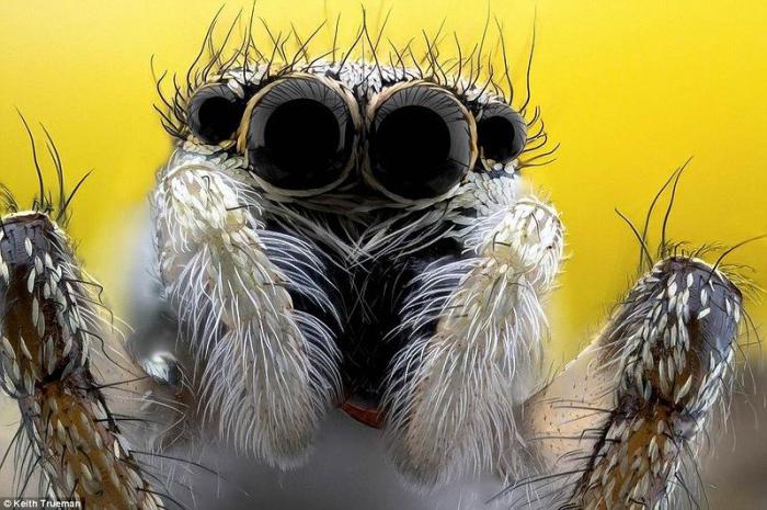 Мордашки насекомых (10 фото)