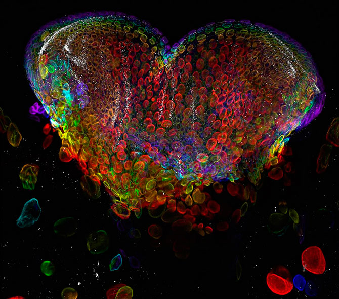 Лучшие микрофотографии Nikon Small World 2012