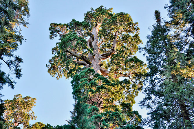 Секвойя. Дерево — гигант