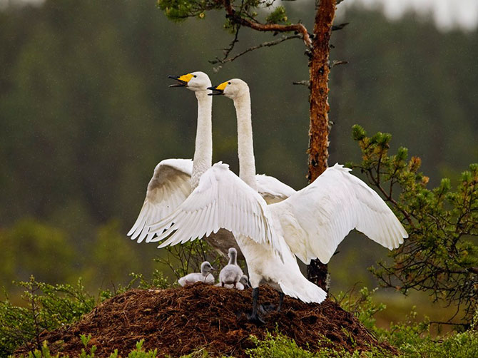 Лучшие фотографии National Geographic Russia в октябре