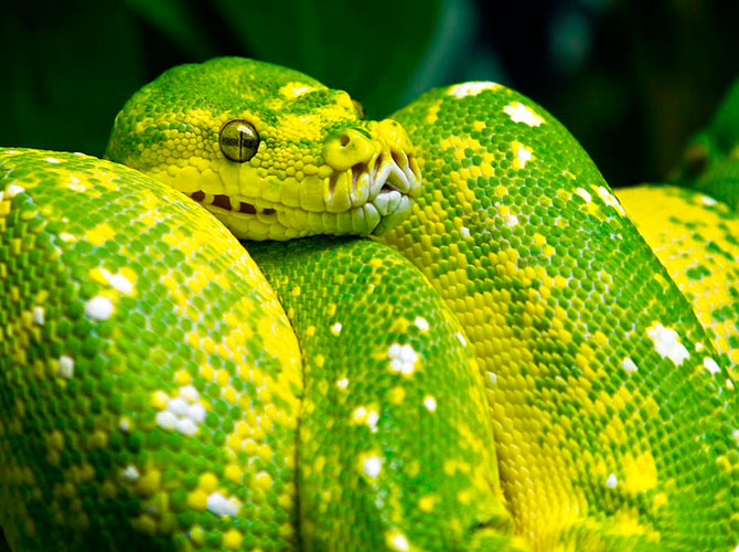 50 восхитительных змей
