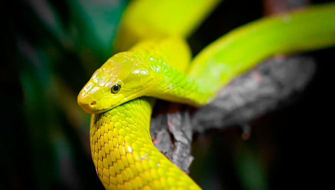 50 восхитительных змей