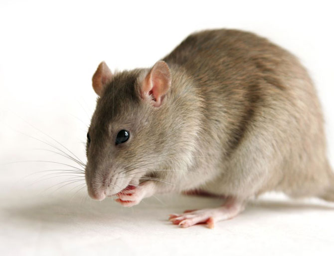 5 ужасающих фактов о крысах