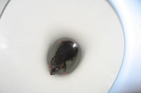 5 ужасающих фактов о крысах
