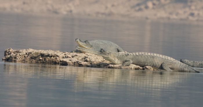 Фотографии крокодила Гавиала