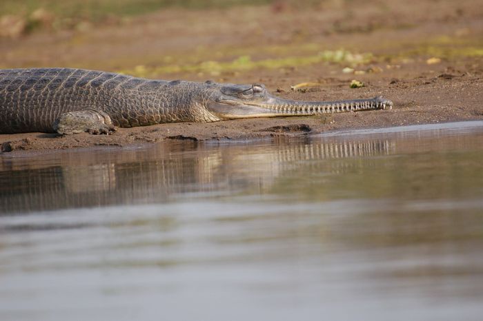 Фотографии крокодила Гавиала