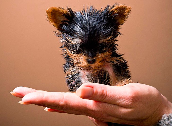 Самый маленький в мире щенок