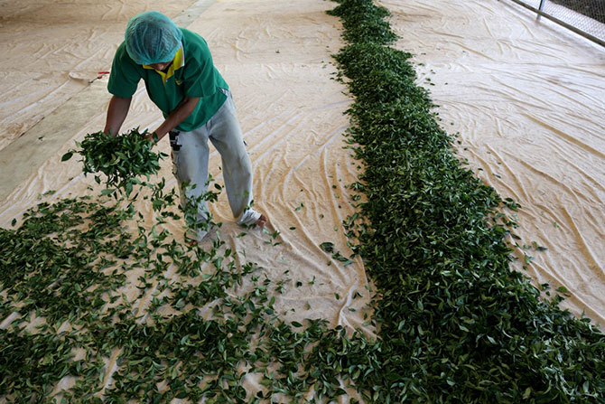 Время уборки чая в Таиланде