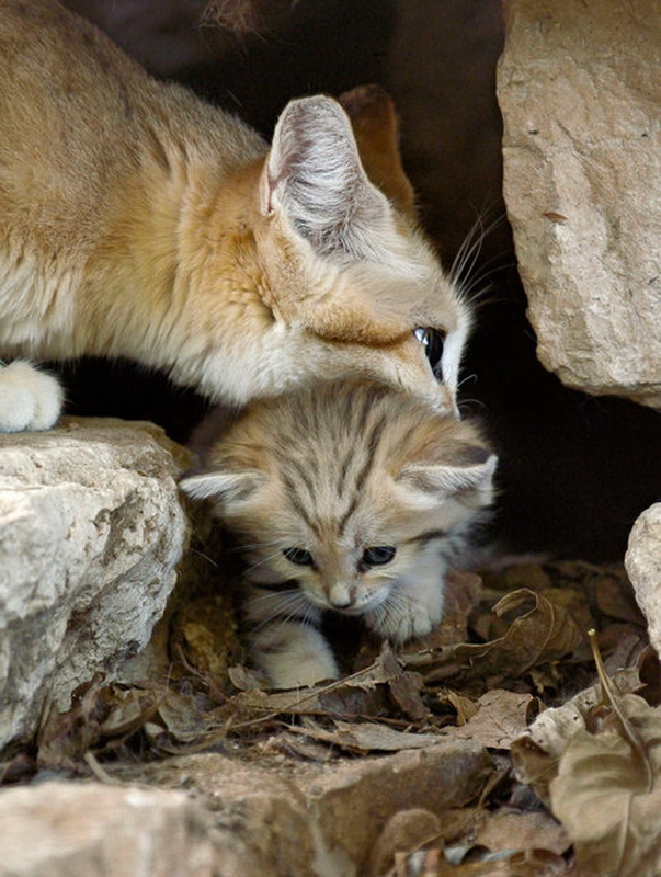 Песчаные котята в зоопарке Израиля (21 фото)