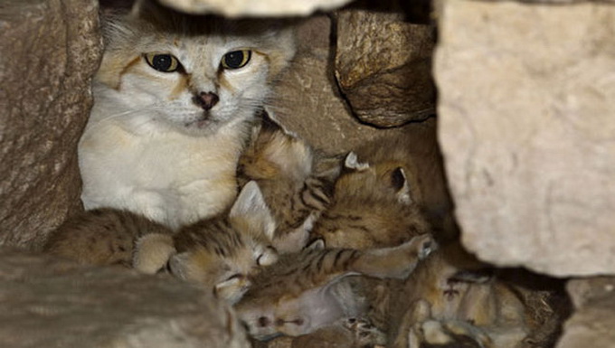 Песчаные котята в зоопарке Израиля (21 фото)