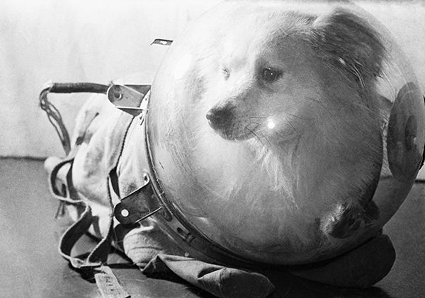 55 лет полету Лайки в космос! (9 фото)