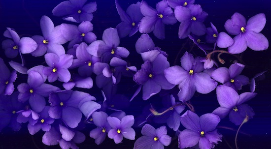 Фиолетовый — самый дорогой цвет в истории