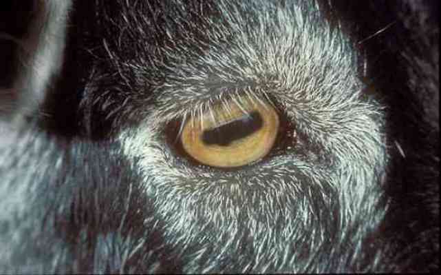 Животные с невероятными глазами