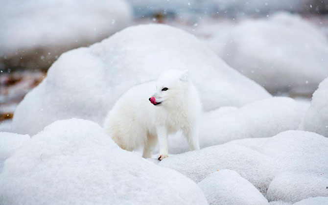 Белое на белом: песцы в Канаде, сфотографированные Анной Хенли