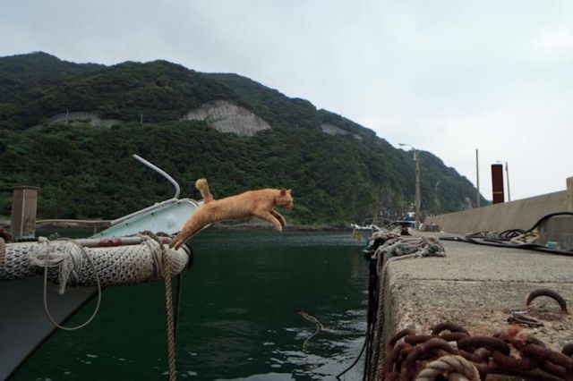 Японский остров котов