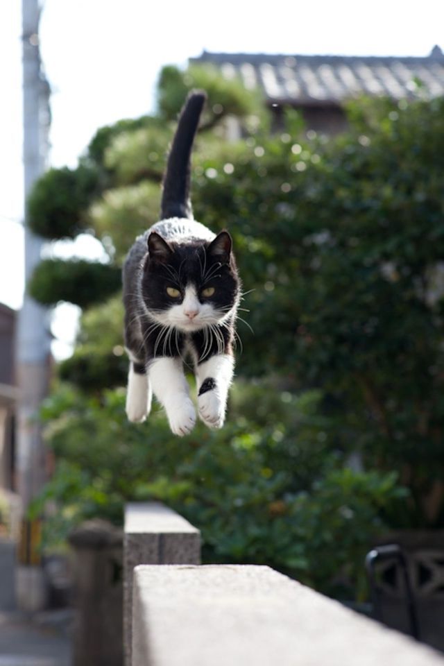 Японский остров котов