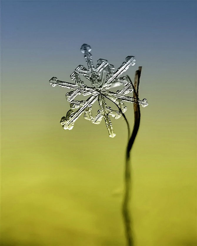 «Снежинки» от мастера макрофотографии Андрея Осокина (22 фото)