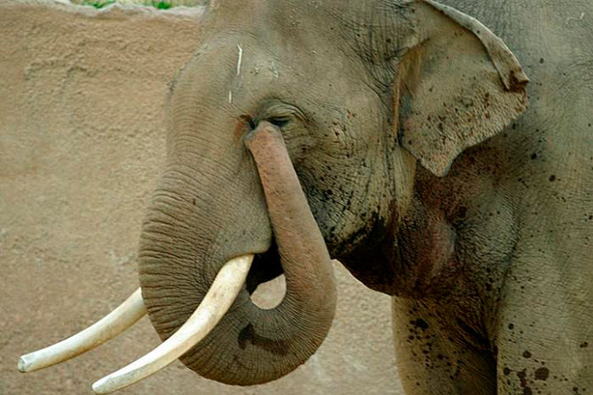 Интересные факты о слонах