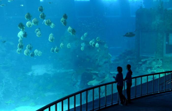 Открытие самого большого в мире океанариума