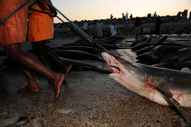 Промысел акул в Аравийском море