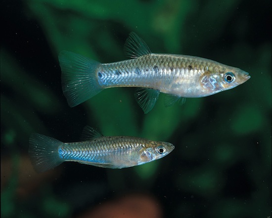 Мелкие самцы тропических рыб ухаживают за другими самцами, чтобы понравиться самкам