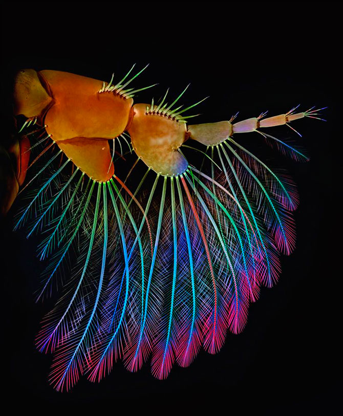 Победители конкурса фотографии «Olympus BioScapes Imaging Competition 2012»