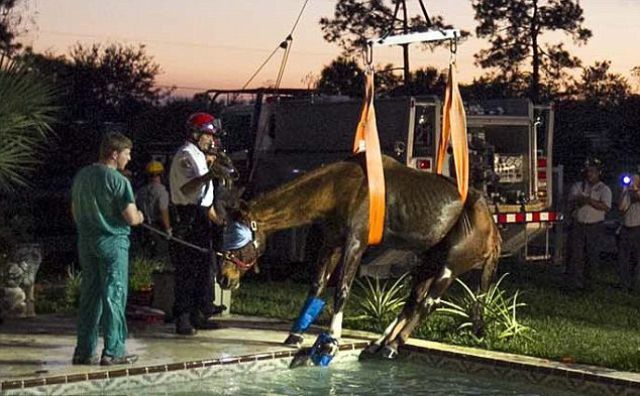 Спасение лошади из бассейна