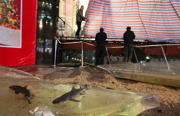 В китайском торговом центре лопнул гигантский аквариум (11 фото)
