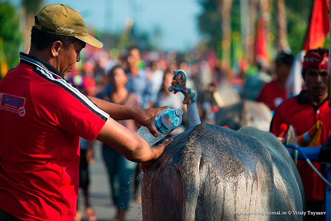 Гонки на буйволах на Бали