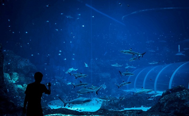 В Сингапуре открылся самый большой аквариум в мире (6 фото + видео)