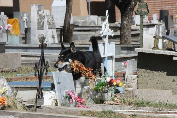 Пес 6 лет живет на могиле хозяина (9 фото)