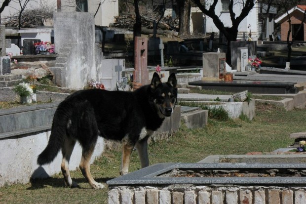 Пес 6 лет живет на могиле хозяина (9 фото)