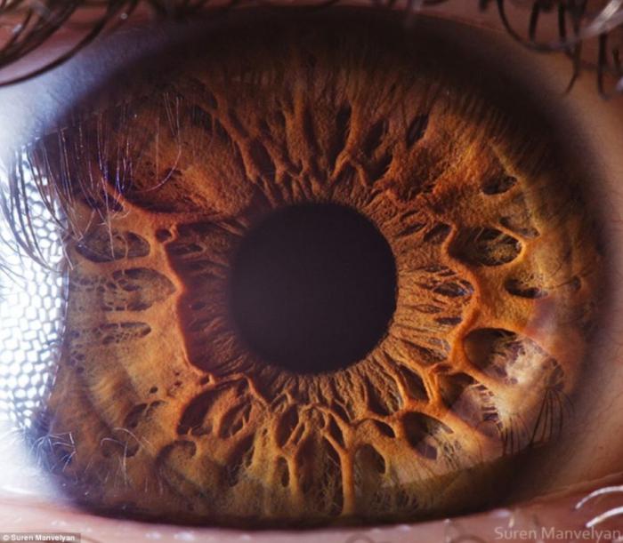 Фотографии человеческого глаза крупно