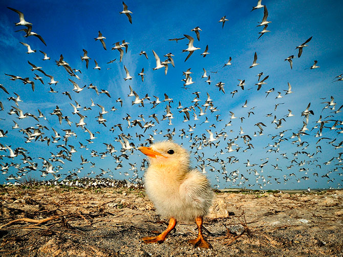 Шедевры National Geographic