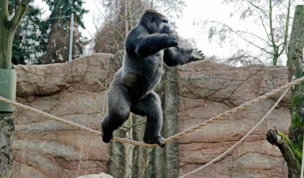 Удивительная горилла научилась ходить по канату (6 фото)