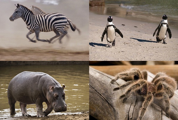 10 видов животных, которых можно встретить в неожиданных местах (11 фото + текст)