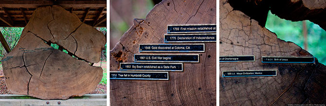 Национальный парк «Редвуд» в Калифорнии