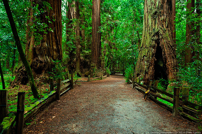 Национальный парк «Редвуд» в Калифорнии
