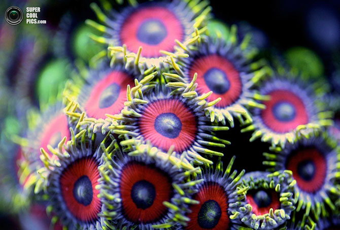 Коралловые рифы в макрофотографиях Феликса Саласара