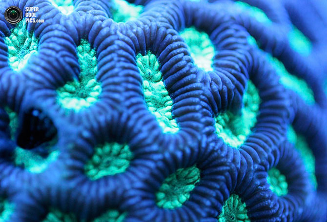 Коралловые рифы в макрофотографиях Феликса Саласара