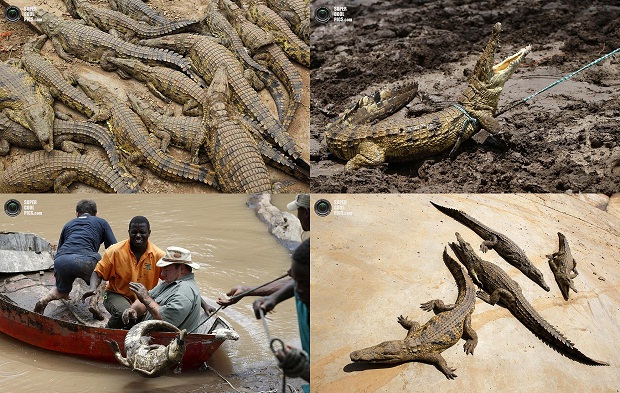 Нашествие крокодилов в реке Лимпопо (7 фото)