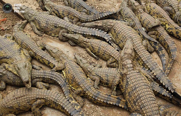 Нашествие крокодилов в реке Лимпопо (7 фото)