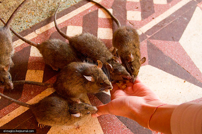 Храм 20 000 живых крыс